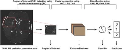 A deep learning approach to predict collateral flow in stroke patients using radiomic features from perfusion images